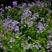 二月兰种子耐寒耐阴景观花卉花草籽四季易播诸葛菜菜子花园艺