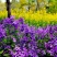 二月兰种子耐寒耐阴景观花卉花草籽四季易播诸葛菜菜子花园艺