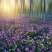二月兰种子耐寒耐阴景观花卉花草籽四季易播诸葛菜菜子花园艺