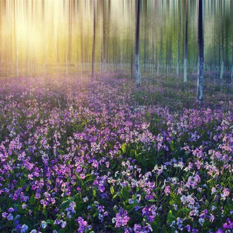 二月兰种子耐寒耐阴景观花卉花草籽四季易播诸葛菜菜子花园艺