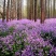 二月兰种子耐寒耐阴景观花卉花草籽四季易播诸葛菜菜子花园艺