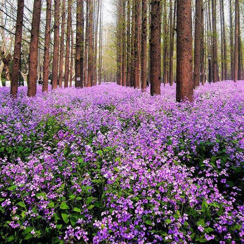 二月兰种子耐寒耐阴景观花卉花草籽四季易播诸葛菜菜子花园艺