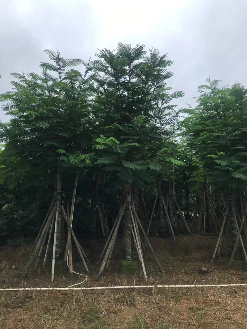 南洋楹10-20公分出售