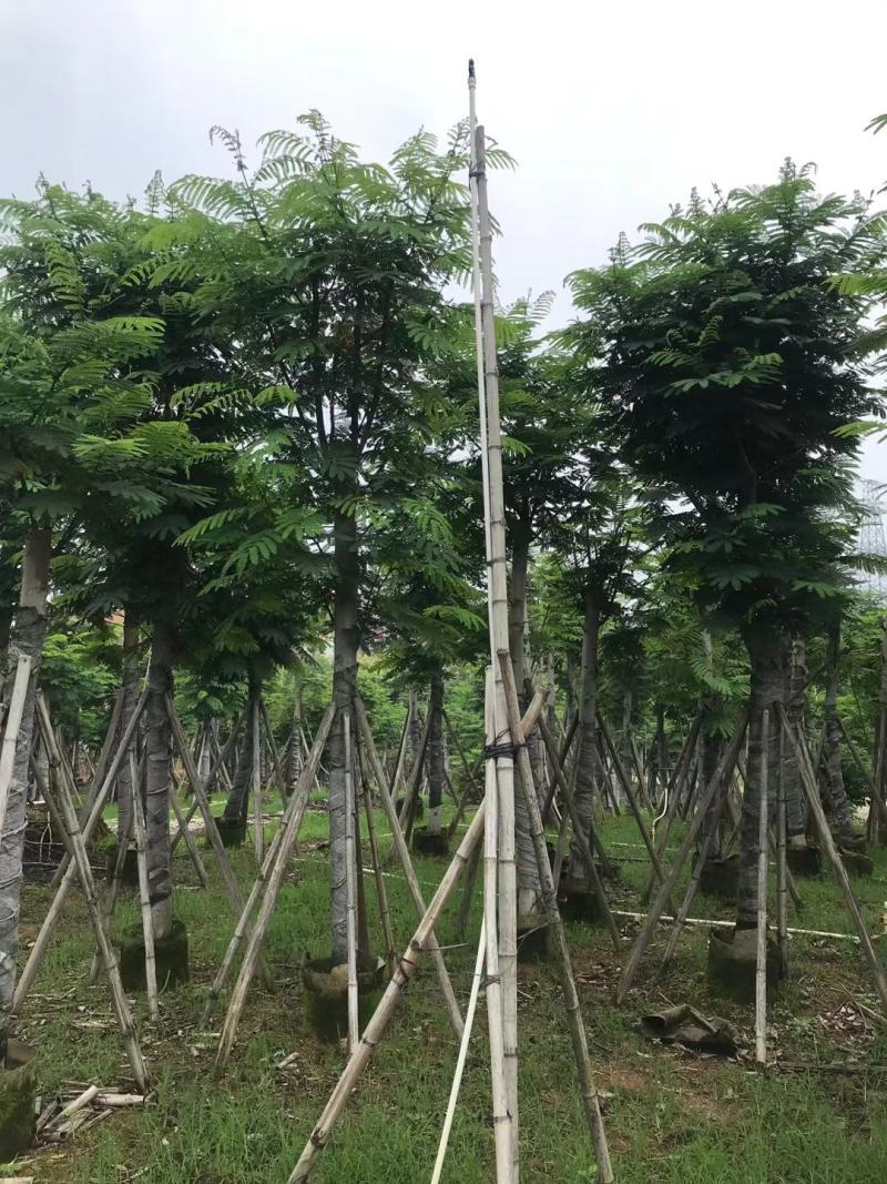 南洋楹10-20公分出售