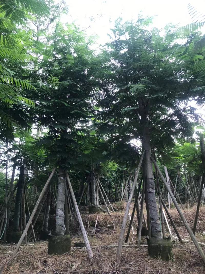 南洋楹10-20公分出售