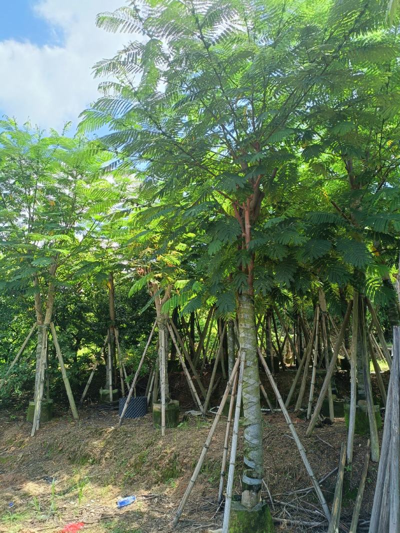 南洋楹10-20公分出售