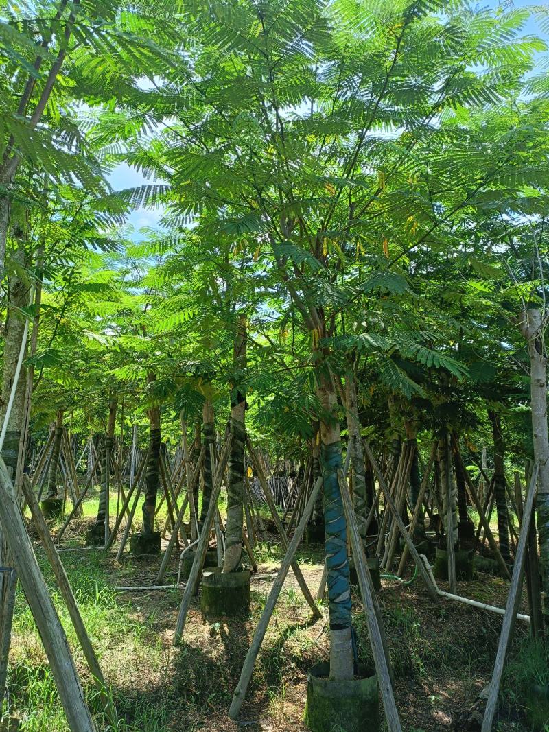 南洋楹10-20公分出售