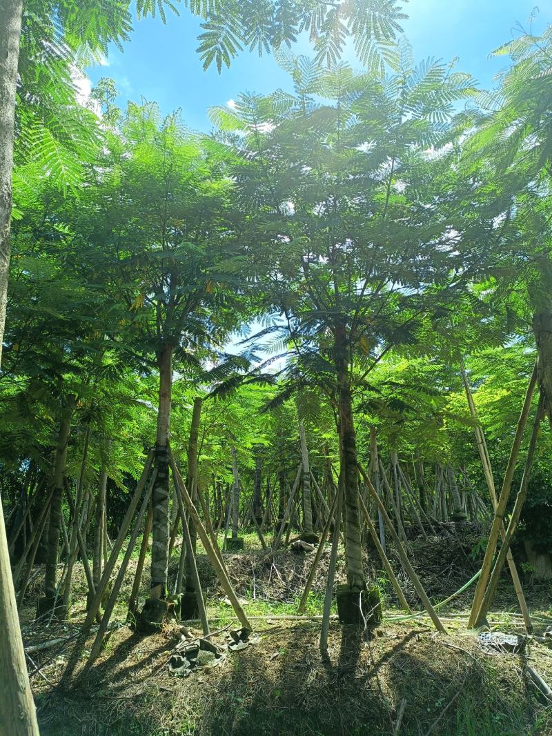 南洋楹10-20公分出售