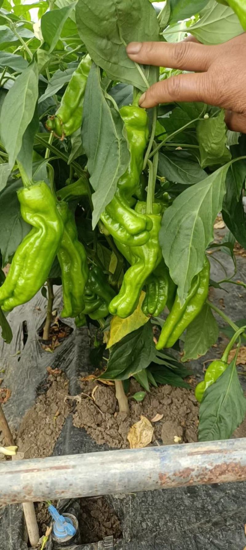鲜泡椒河南商丘辣椒产地绿辣椒红辣椒全国批发专业收购