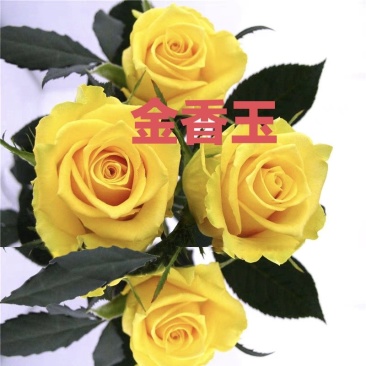 金香玉黄色切花大花玫瑰月季花苗庭院盆栽花卉耐热耐寒植物