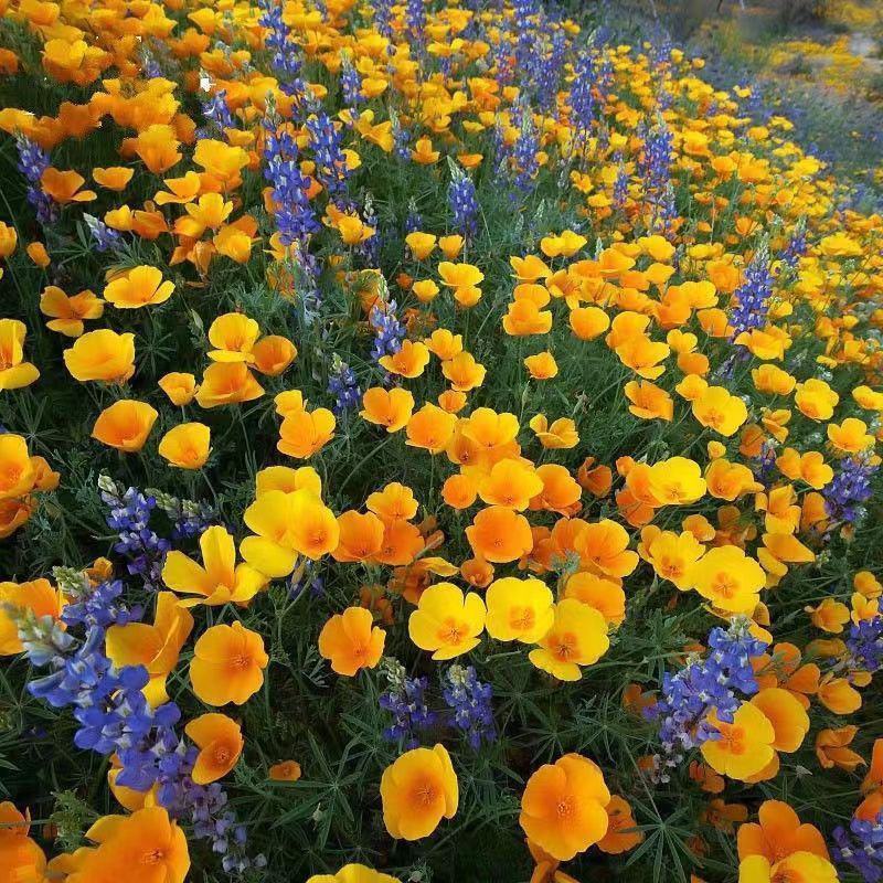 花菱草种子春秋播种多年生耐寒花种绿化花籽庭院阳台盆栽花卉