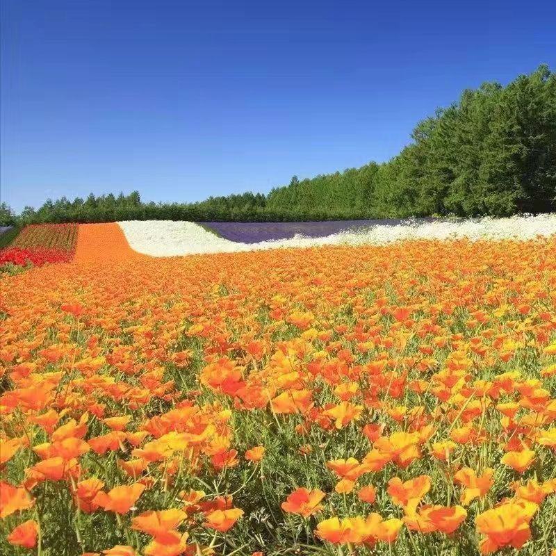花菱草种子春秋播种多年生耐寒花种绿化花籽庭院阳台盆栽花卉