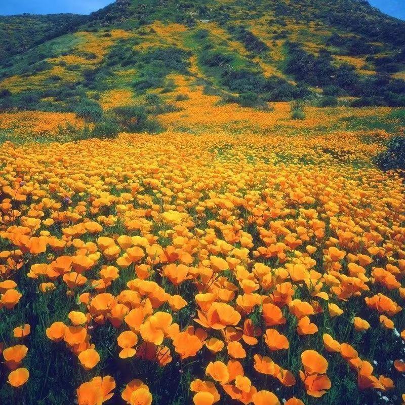 花菱草种子春秋播种多年生耐寒花种绿化花籽庭院阳台盆栽花卉