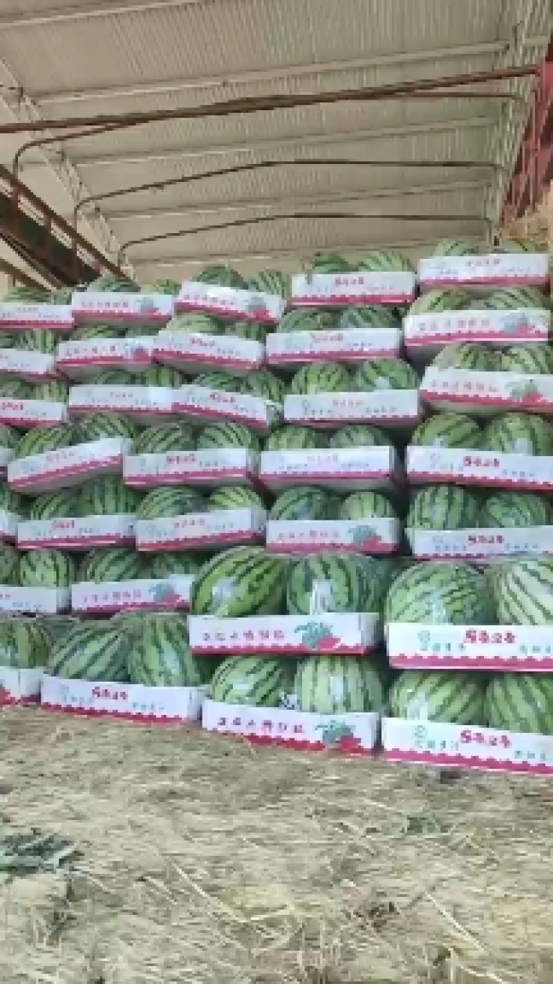 【实力】开封精品美都西瓜基地直发质量保证新鲜采摘