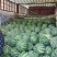 【实力】开封精品美都西瓜基地直发质量保证新鲜采摘