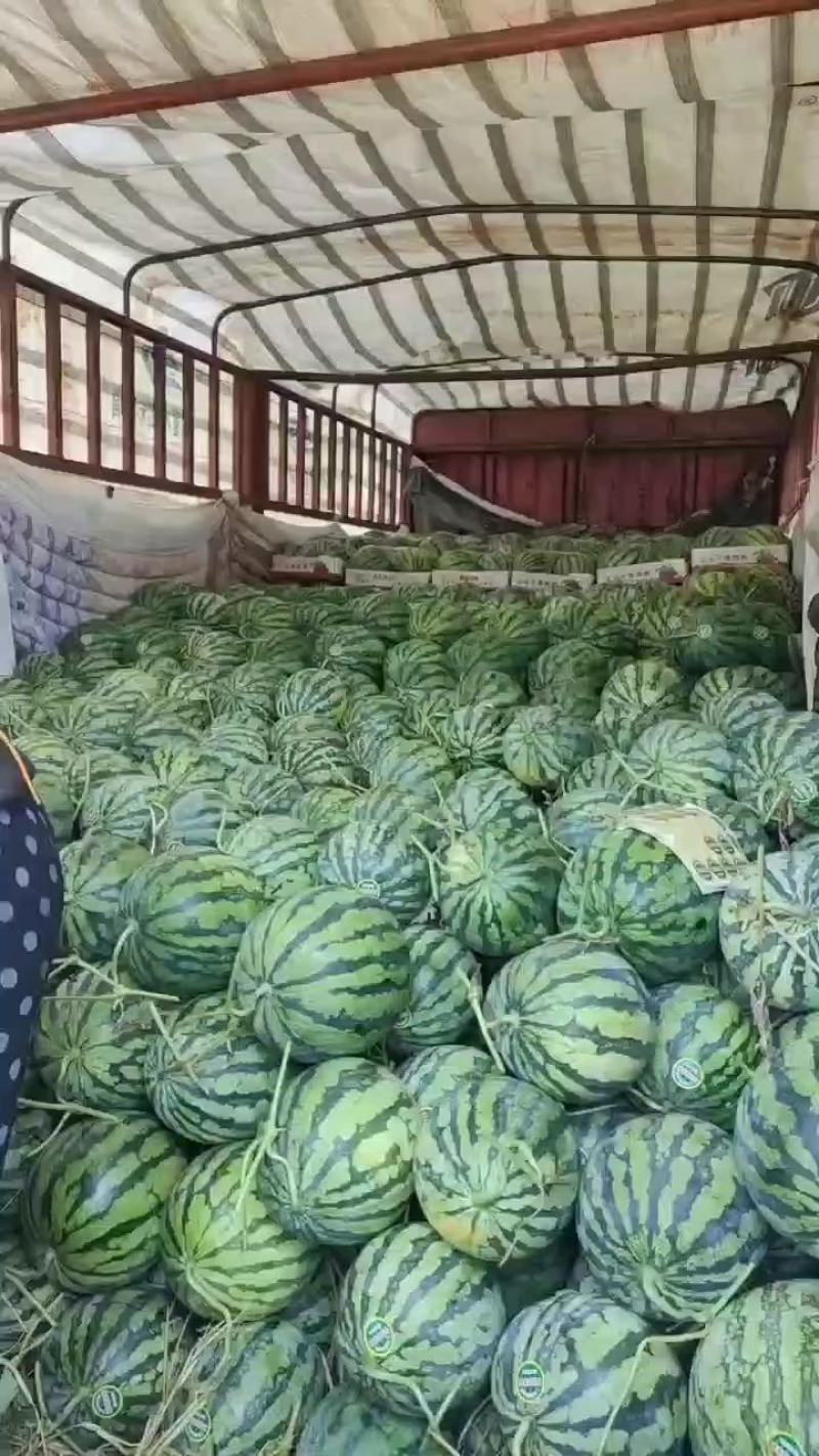 【实力】开封精品美都西瓜基地直发质量保证新鲜采摘