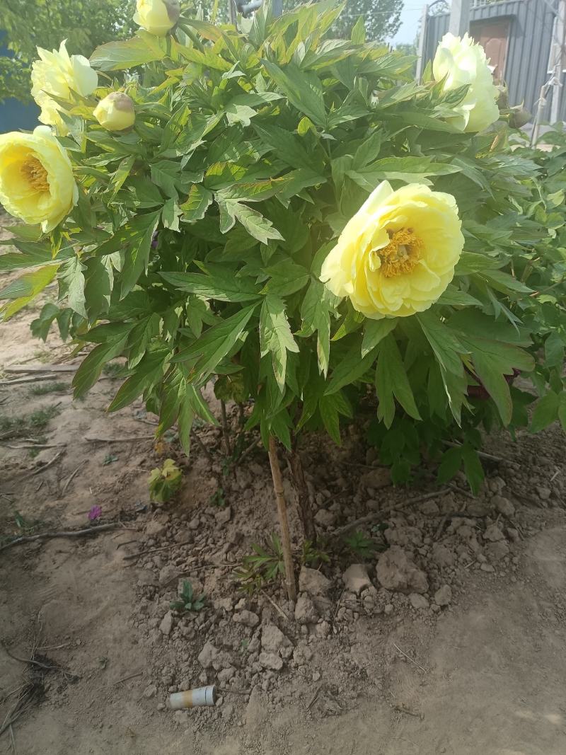 【推荐】独杆牡丹文海独杆牡丹岛锦独杆牡丹10年20年老桩牡丹