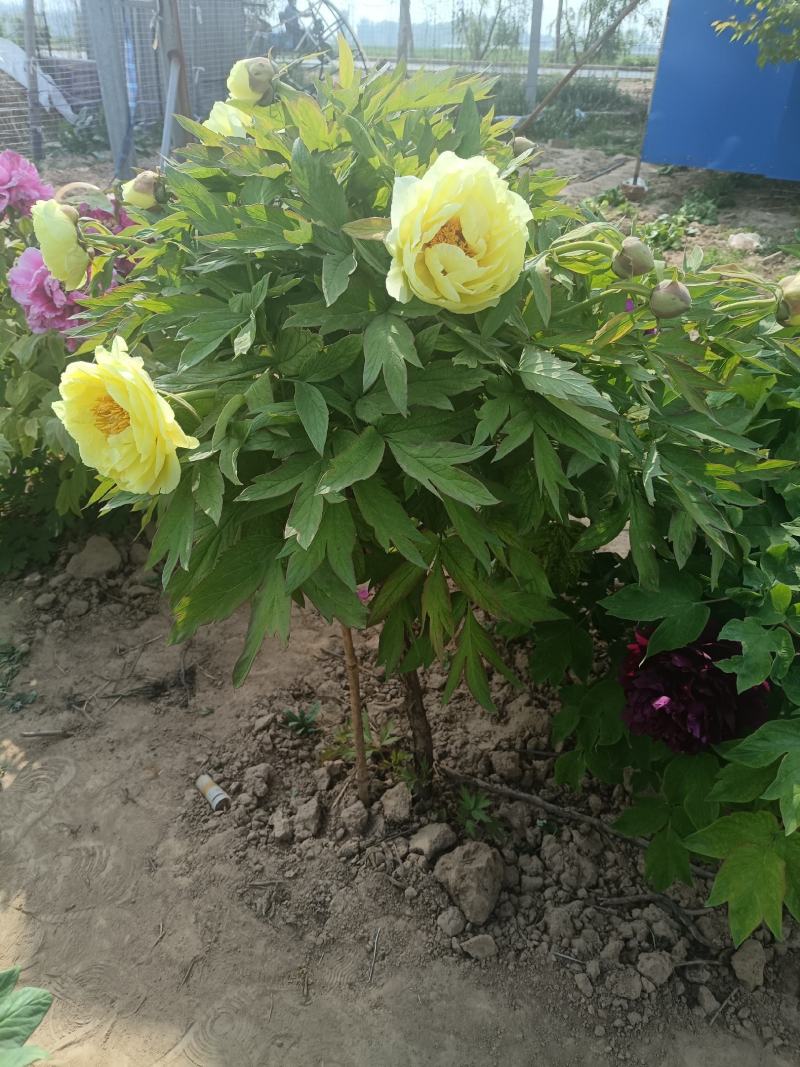 【推荐】独杆牡丹文海独杆牡丹岛锦独杆牡丹10年20年老桩牡丹