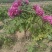 【推荐】独杆牡丹文海独杆牡丹岛锦独杆牡丹10年20年老桩牡丹