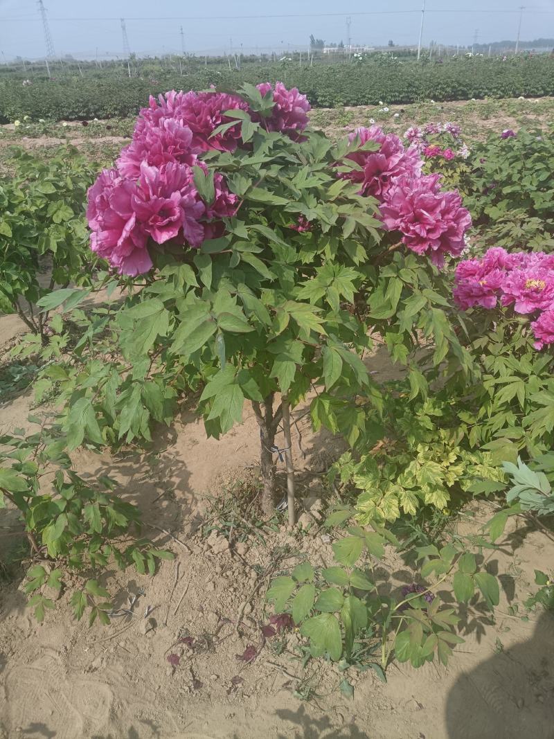 【推荐】独杆牡丹文海独杆牡丹岛锦独杆牡丹10年20年老桩牡丹