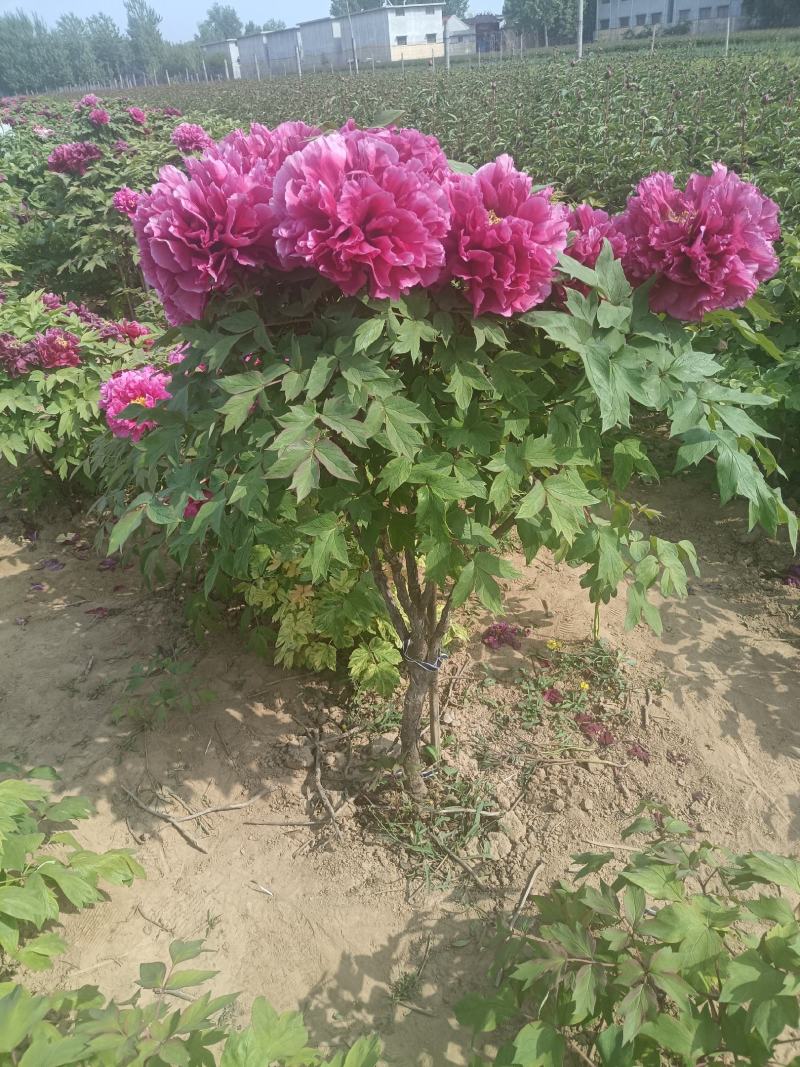 【推荐】独杆牡丹文海独杆牡丹岛锦独杆牡丹10年20年老桩牡丹