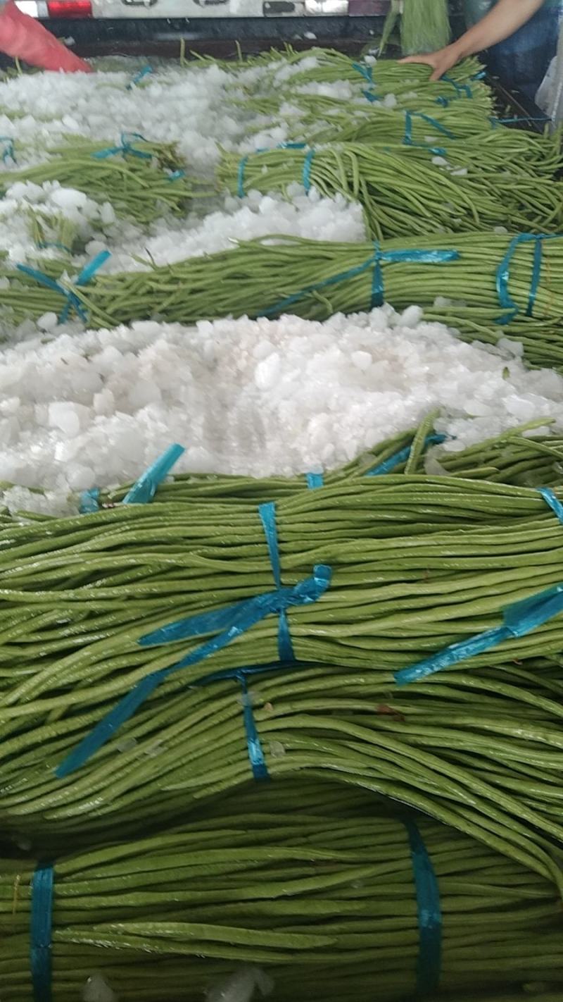 【实力】现摘长豆角基地直发量大从优质量保证可随时看货