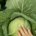 湖北恩施高山蔬菜