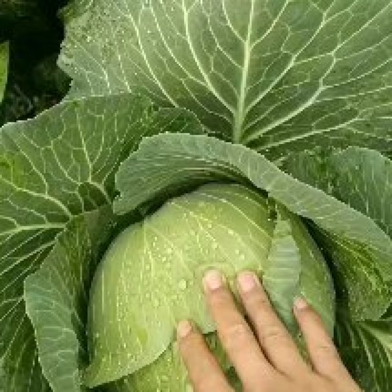 湖北恩施高山蔬菜