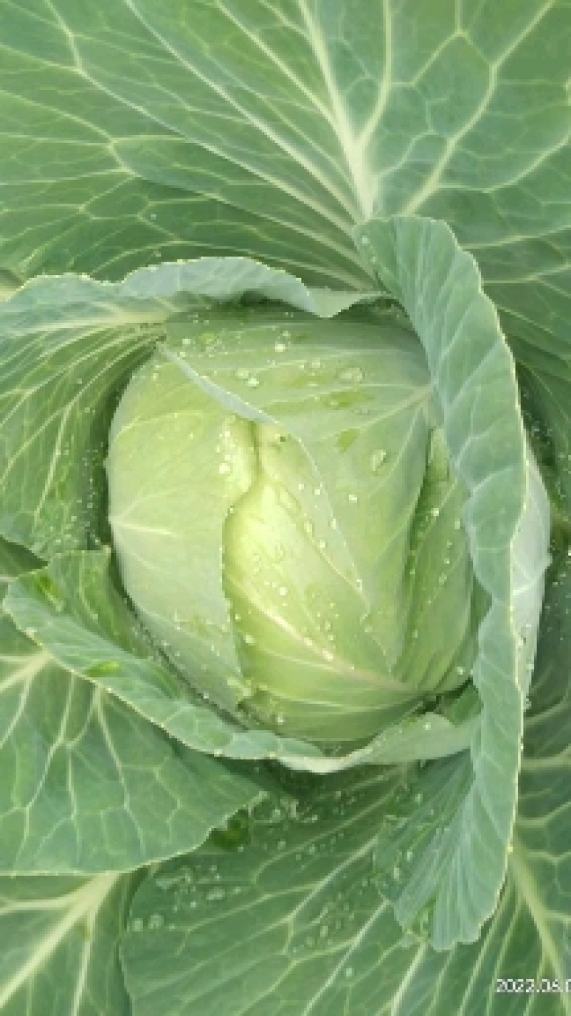 湖北恩施高山蔬菜