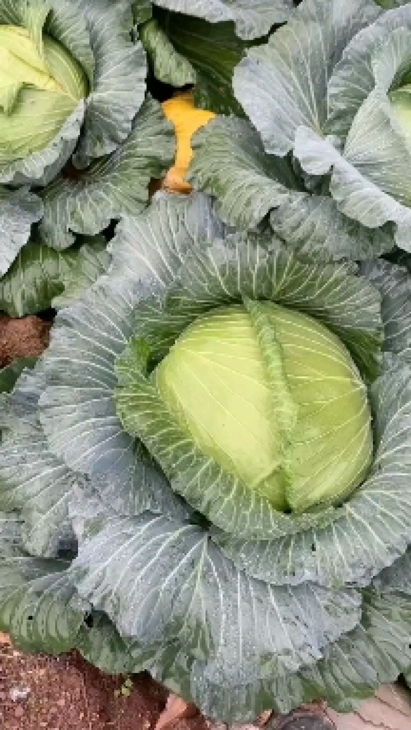 湖北恩施高山蔬菜