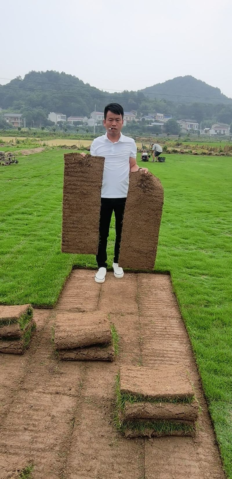 马尼拉草坪