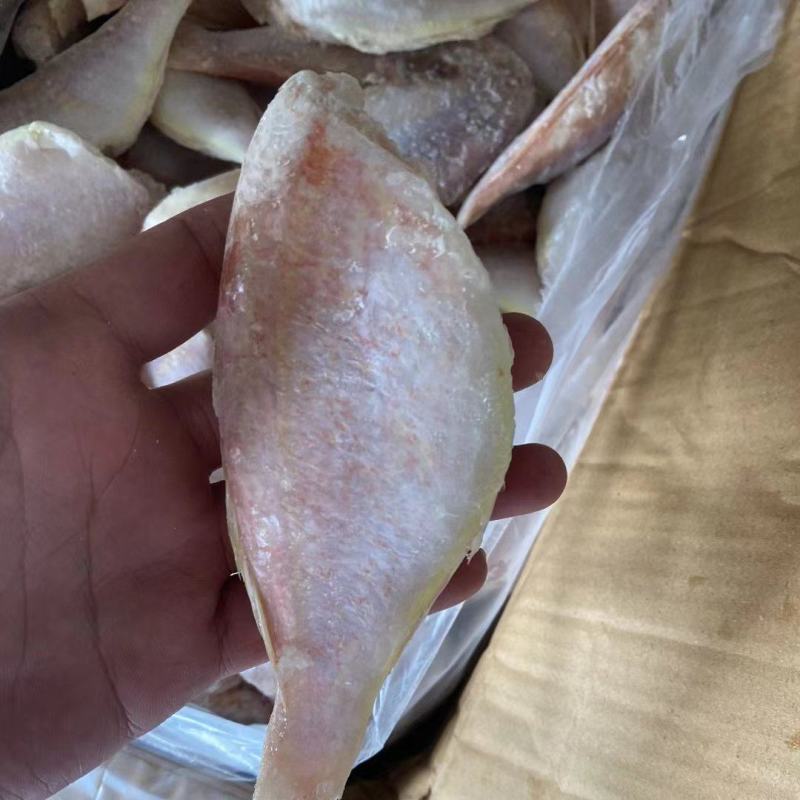 三去金线鱼