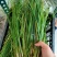 知母苗新货产新提供种植技术一件代发