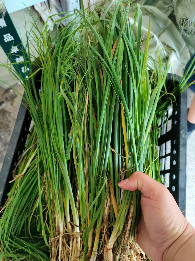 知母苗新货产新提供种植技术一件代发