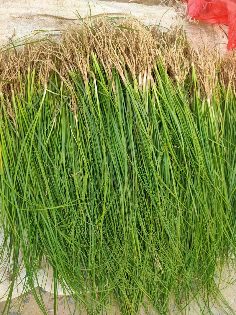 知母苗新货产新提供种植技术一件代发