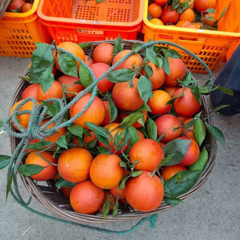 四川产地橙子塔罗科血橙皮薄无籽水份充足甜蜜化渣专业服务