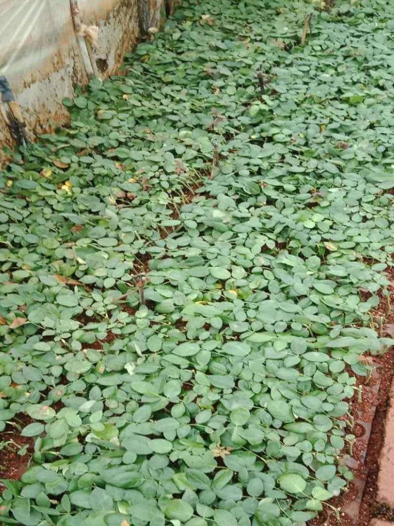 【流星雨】月季花苗浓香玫瑰室内外阳台观花绿植四季花卉植物
