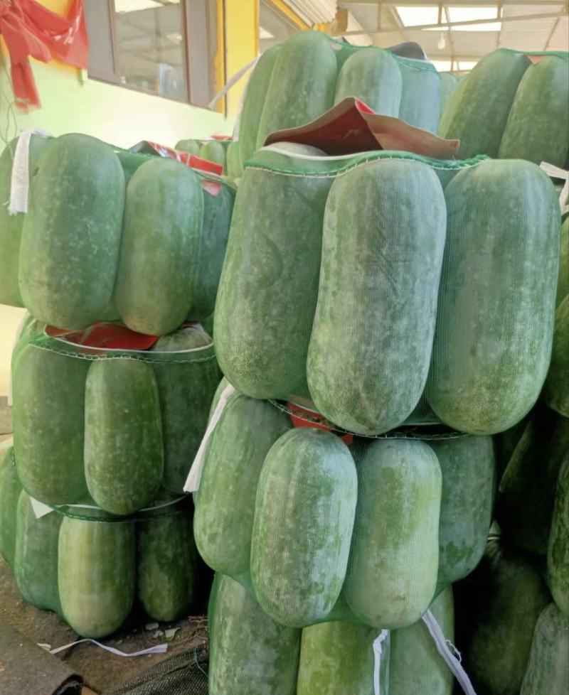 河北冬瓜水果冬瓜小冬瓜耐运输个头均匀量大从优