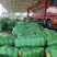 河北冬瓜水果冬瓜小冬瓜耐运输个头均匀量大从优