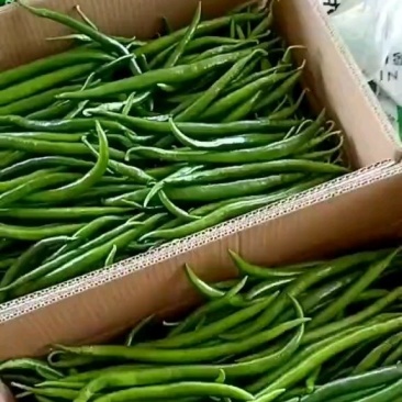 线椒