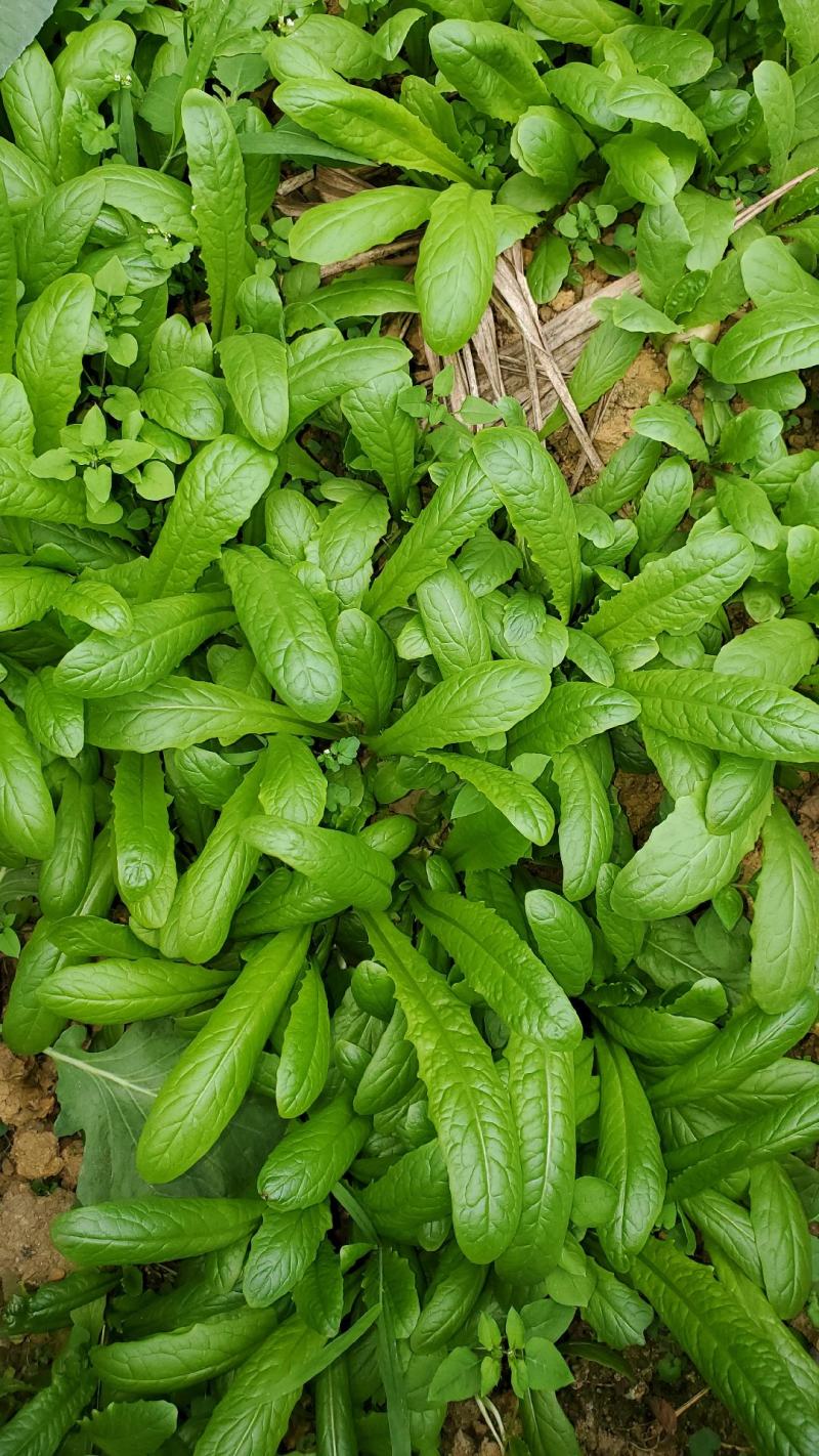 七禾耐寒圆叶耐抽苔莴笋种子/翠松青肉青叶青皮三青种子