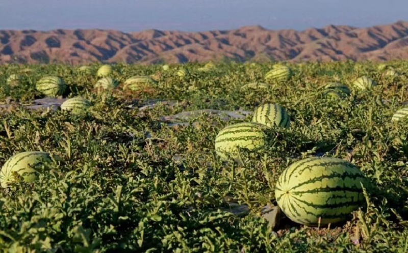 宁夏西瓜石头瓜硒砂瓜产地批发头茬瓜品质优全国发货