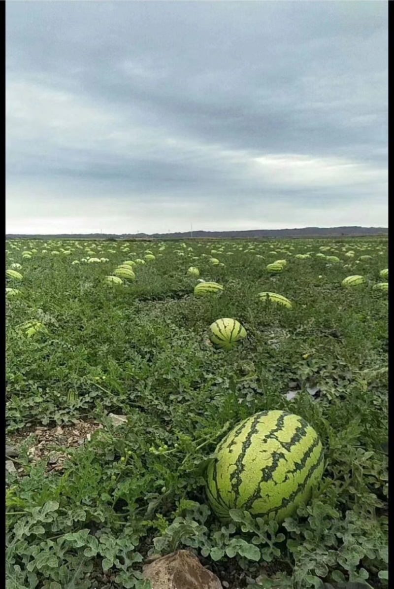 宁夏西瓜石头瓜硒砂瓜产地批发头茬瓜品质优全国发货