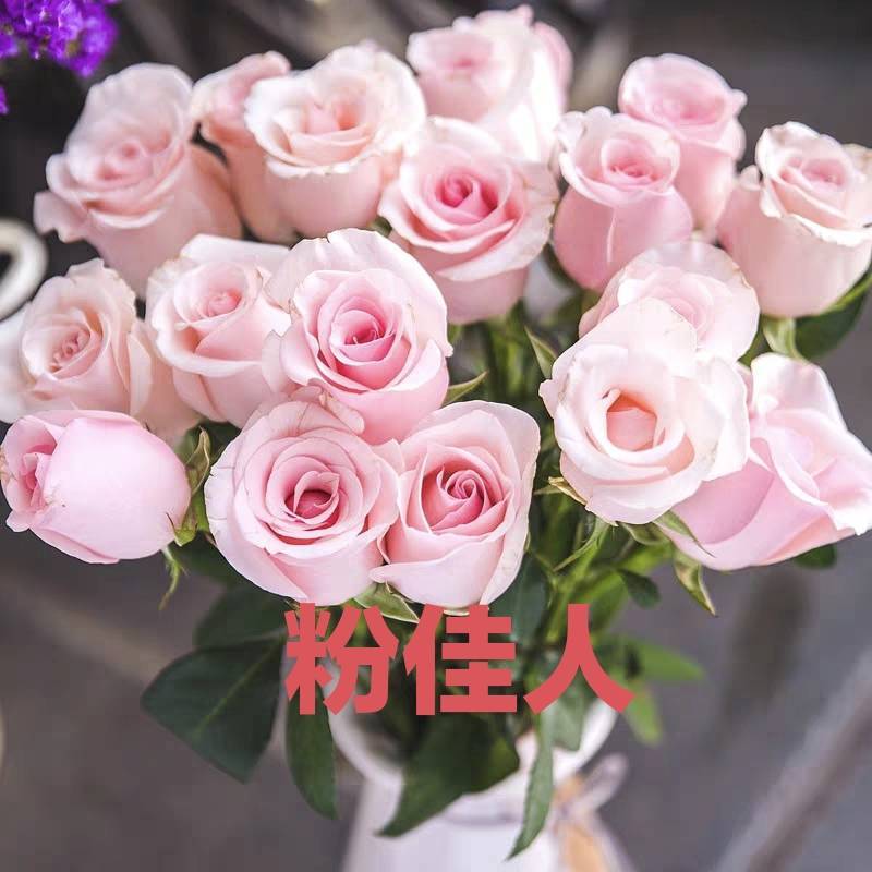 【粉佳人】粉白大花浓香月季花卉观花绿植物室内阳台