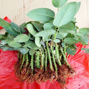 【粉佳人】粉白大花浓香月季花卉观花绿植物室内阳台