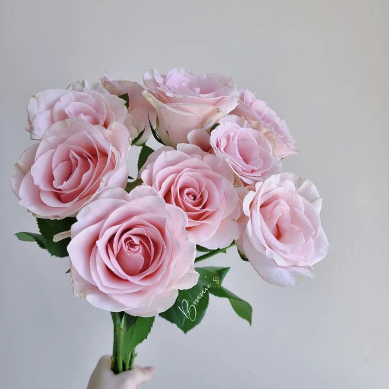 【粉佳人】粉白大花浓香月季花卉观花绿植物室内阳台