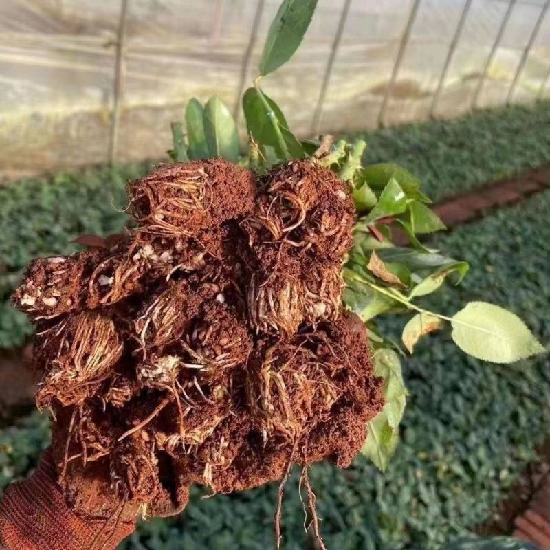 【粉佳人】粉白大花浓香月季花卉观花绿植物室内阳台