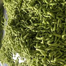 郯城毛豆大量上市，产地一手货源货源充足，量大从优，