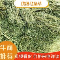 黑龙江本地优级马场草各种规格适用马场牛场羊场欢迎来电