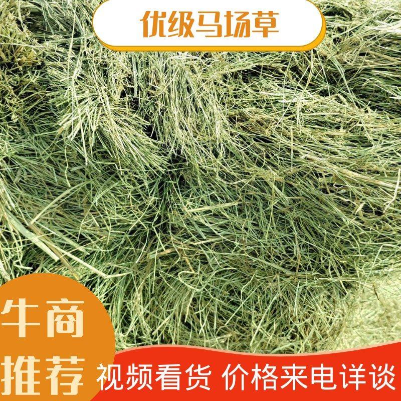 黑龙江本地优级马场草各种规格适用马场牛场羊场欢迎来电联系
